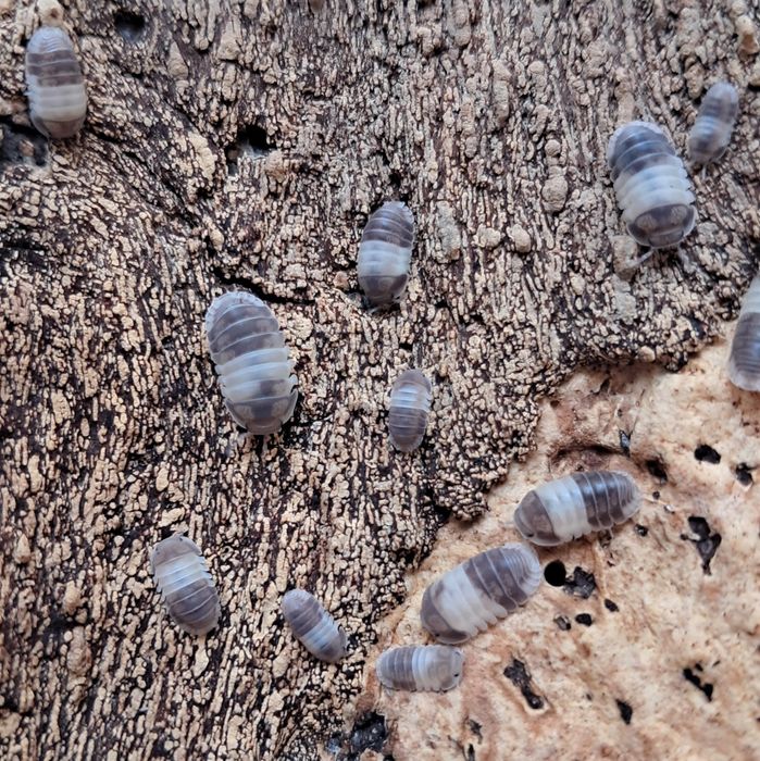 Isopody Cubaris panda king równonogi, ekipa sprzatajaca do terrarium