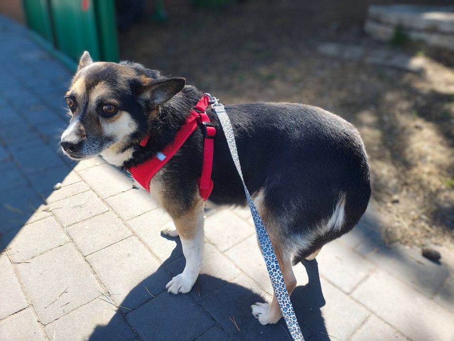 FRODO - ma w sobie coś wyjątkowego, co trudno opisać słowami.