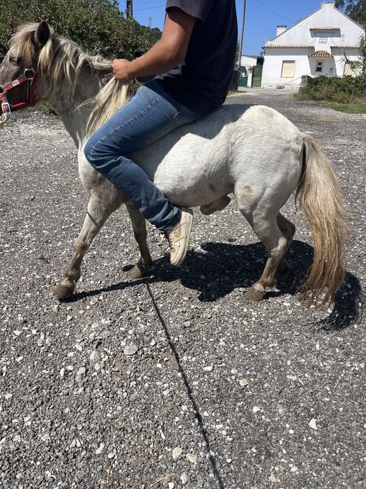 Ponei apalusa femea