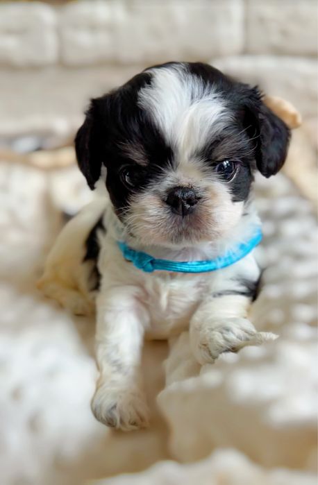 Неймовірно ляльковий ексклюзивний хлопчик чарльзбі