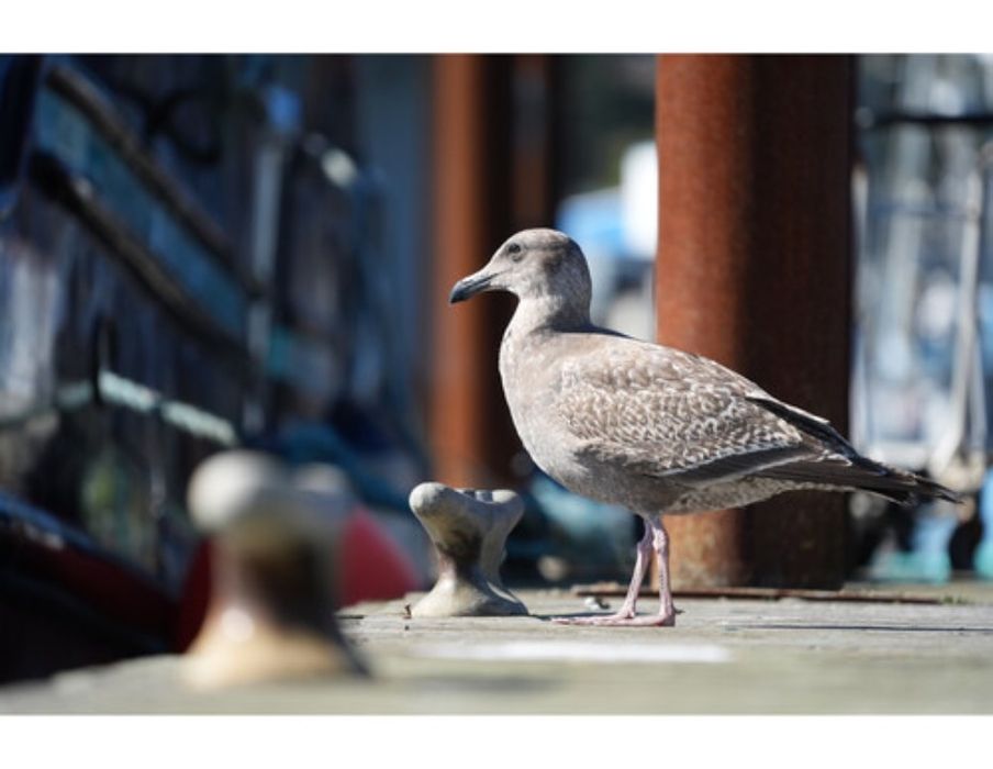 SONY Alpha a7V , A7RV Body. Нові. Гарантія 12/24 місяці