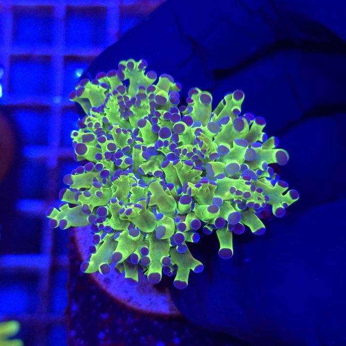 Euphyllia Paradivisa Green 1 główka koralowiec morski Kingdom of Corals