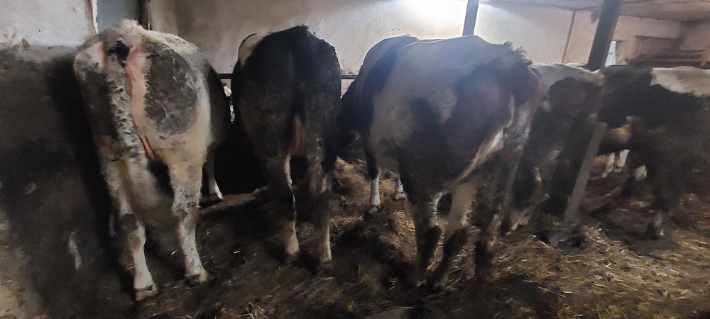 Jałówka cielna Turzynek