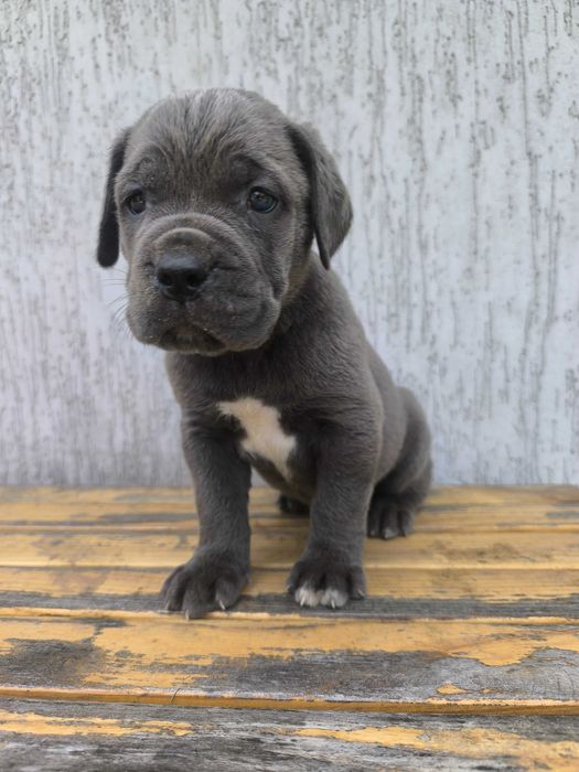 cane corso szczeniak