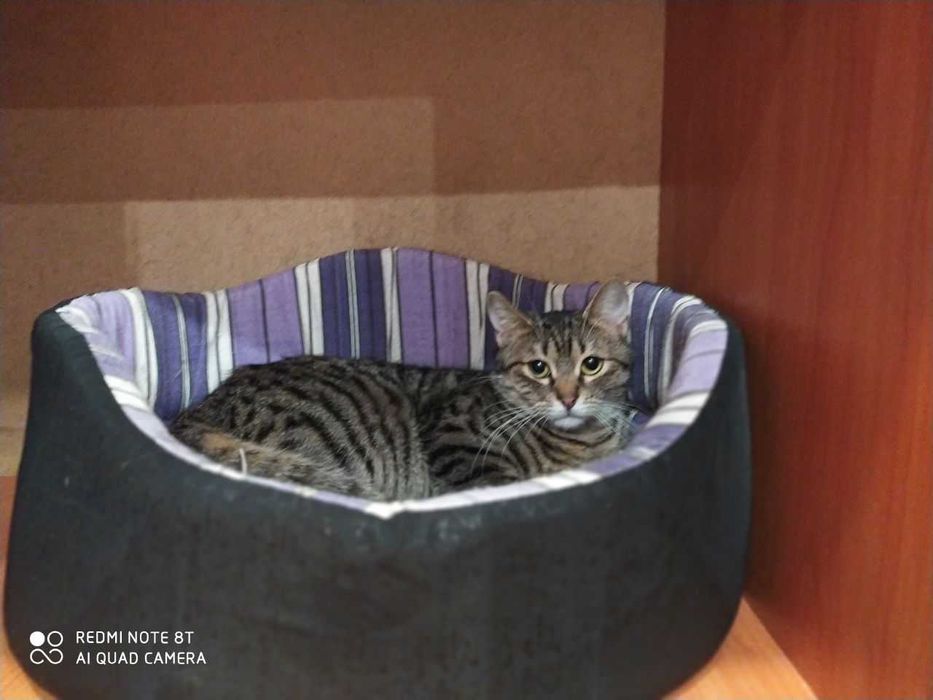 Маленькая нежная кошечка Масяня ищет свой дом