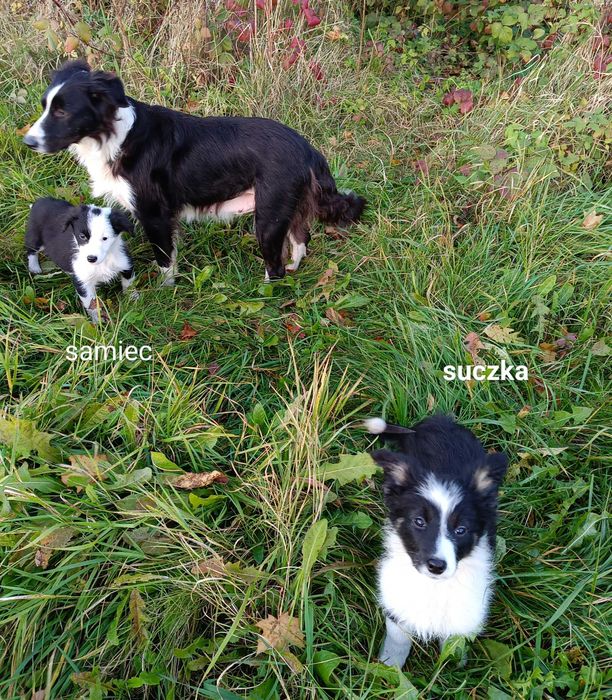 Border collie suczka