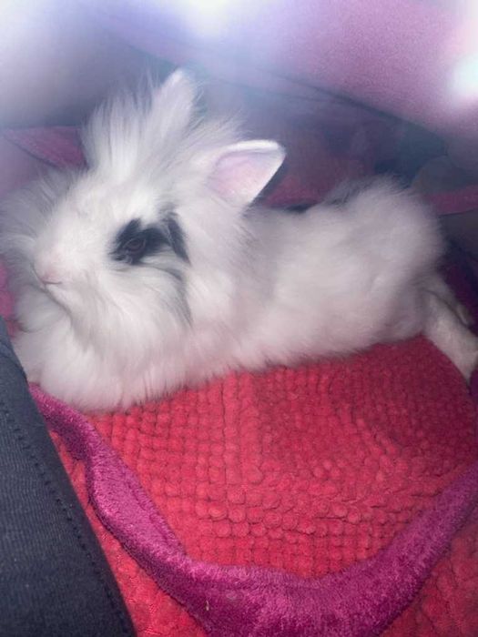 Królik miniaturka 4 miesieczny