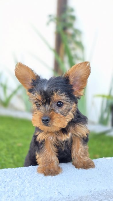 Yorkshire Terrier Macho