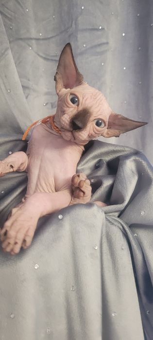 Sfinks* Piksel Black Kleo* chłopiec