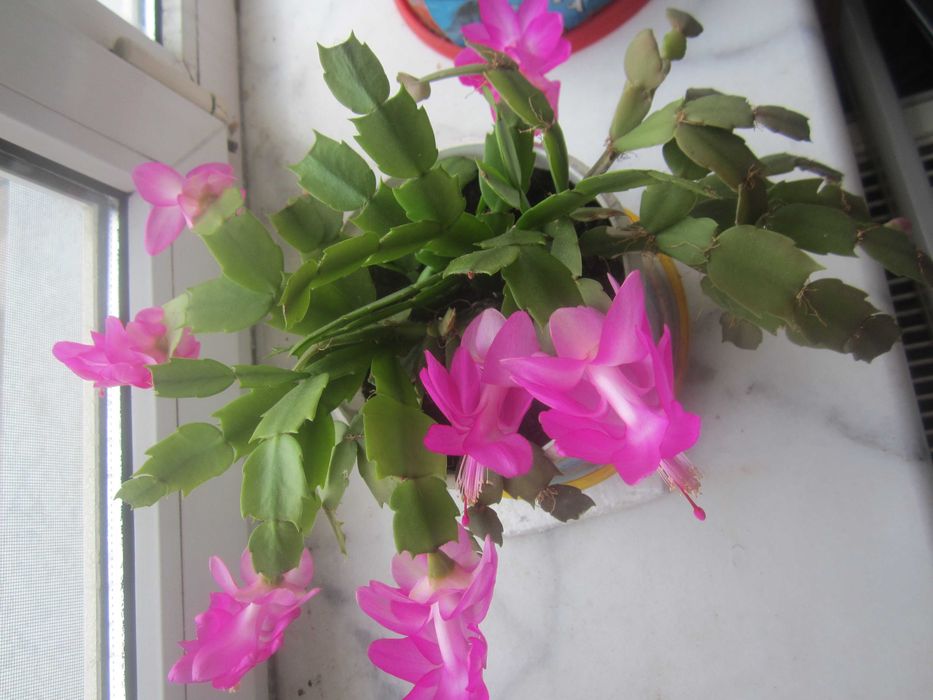 Цветок рождественник Schlumbergera (розовый)