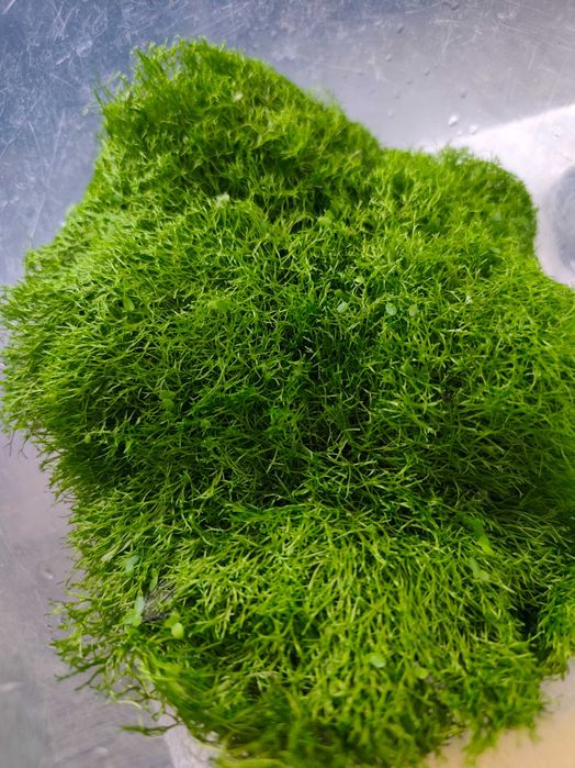 Wgłębka,roślina wodna