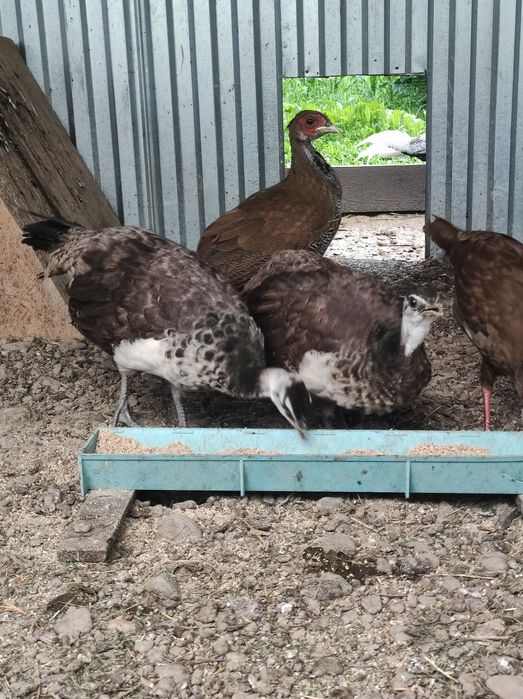 Птиця Індійська чекає на нову домівку