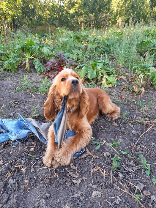 Шукаю дівчинку.вязка.