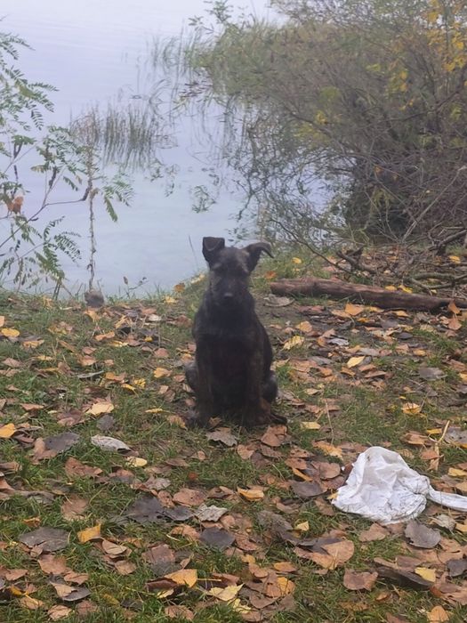 отдам щенков бесплатно