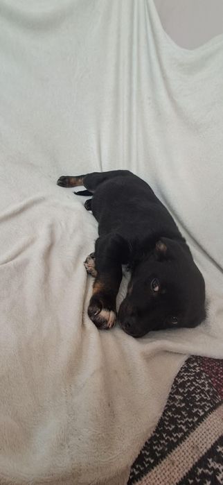 Szxzeniaki szukają domów