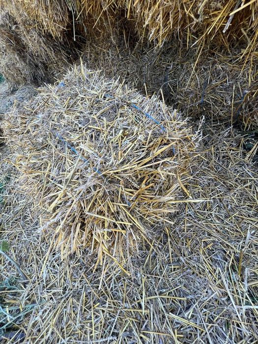 Продам тюковану ячневу і пшеничну солому