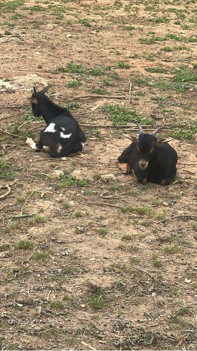 Vendo cabras prenhas e chibo manso
