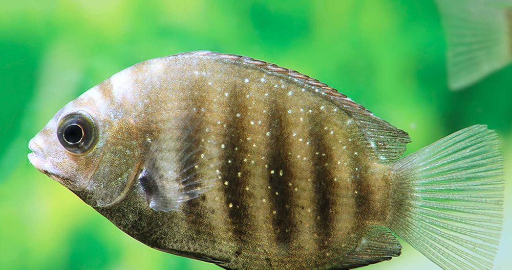 Żółtaczek cejloński - Etroplus suratensis - dowóz, wysyłka