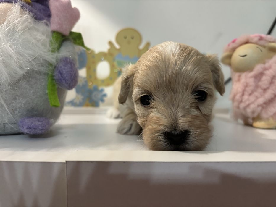 Maltipoo F1 chłopiec