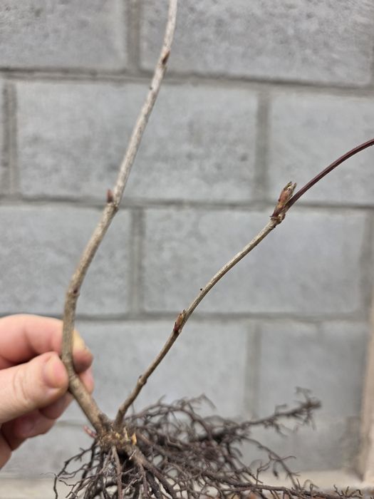 Саджанці калини бульдонеж