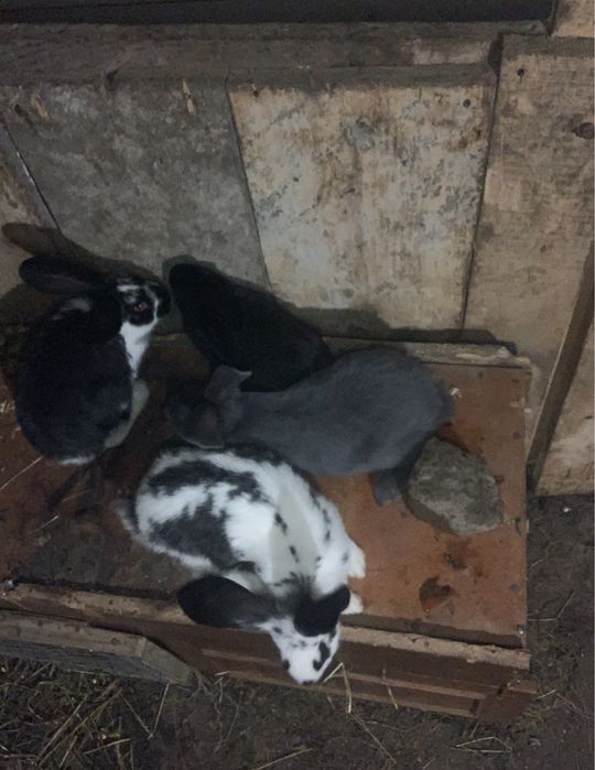 продам кролів.