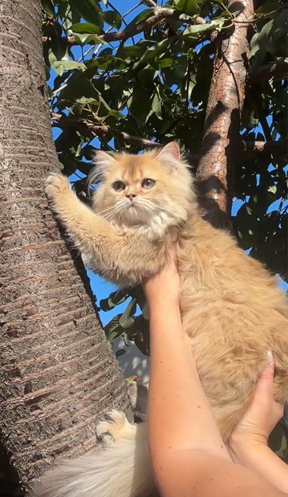 Шикарний котик 6 місяців шотландський