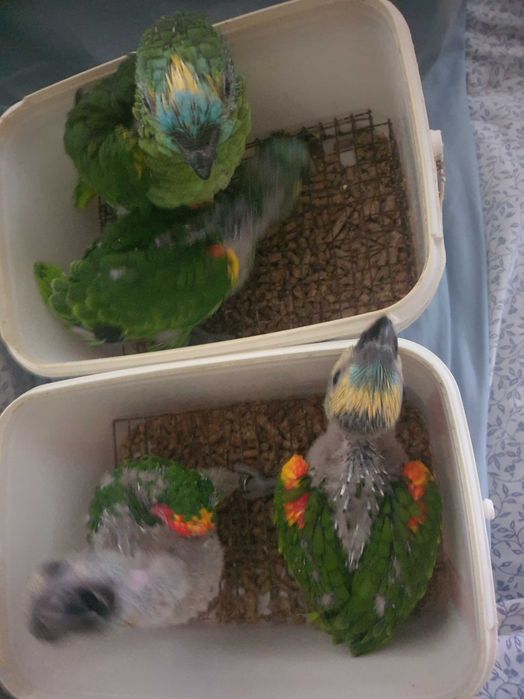 Amazona Aestivas Xanthoperyx M e F