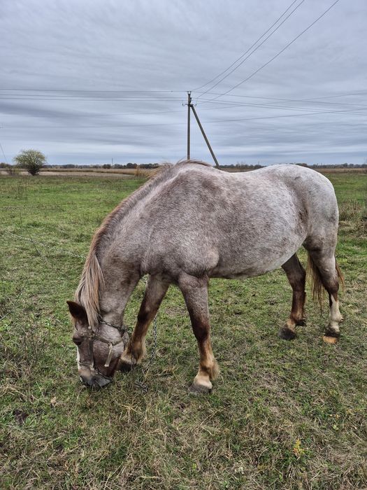 Продам кобилу 8 років
