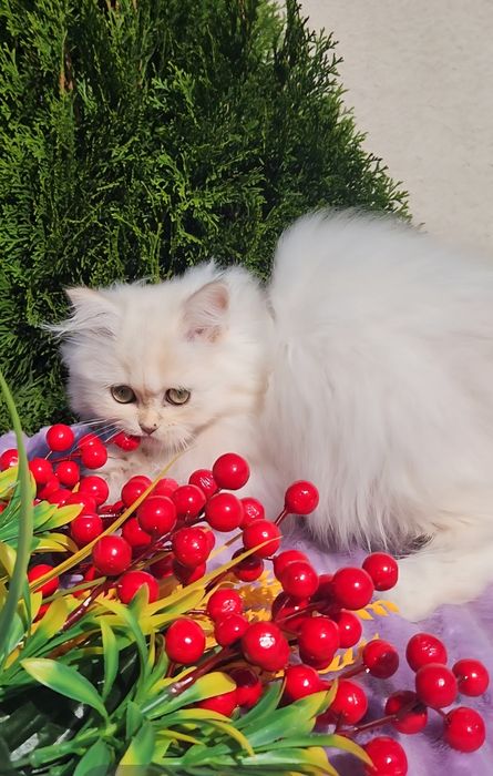 Британське голубе золото