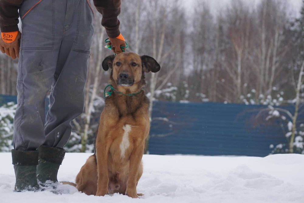 Timo do adopcji – Schronisko Jasionka