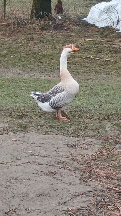 Продам гусей .серых