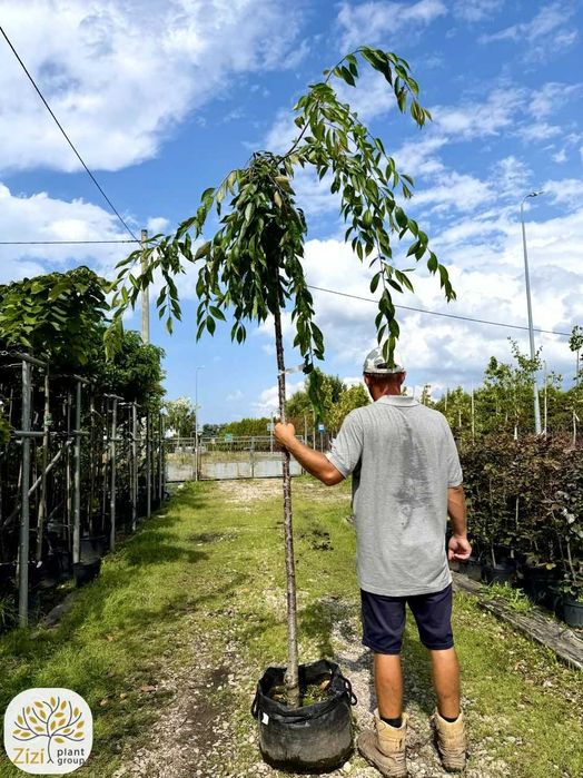 Wiśnia płacząca Pendula, Pendula Rosea na pniu 220cm, obwody 6-10cm