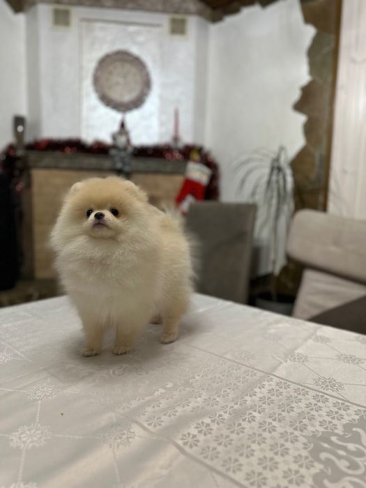 Померанський шпіц. Хлопчик. Документи.