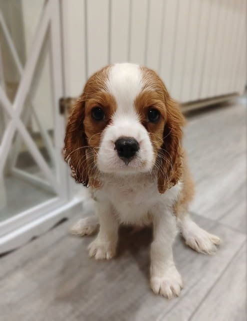 Cavalier King Charles Spaniel