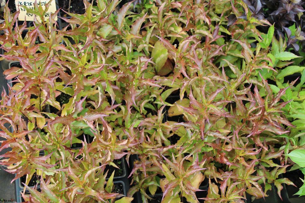 Krzewuszka Red Prince doniczka 2l