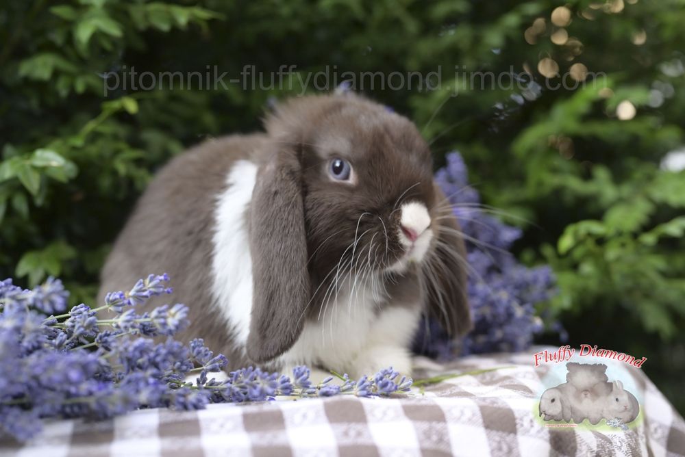 Шоколадно-біла дівчинка з блакитними очима.  Кролик висловухий