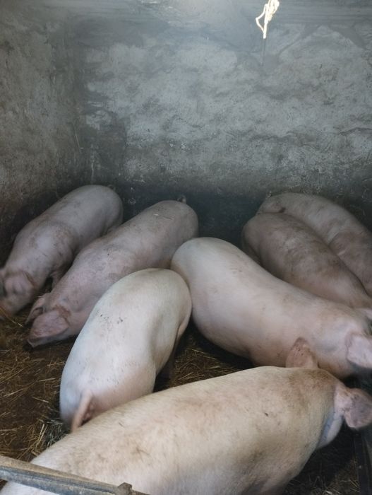 Продам свині +-150кг