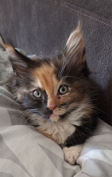 Kotka  maine coon.  Częstochowa