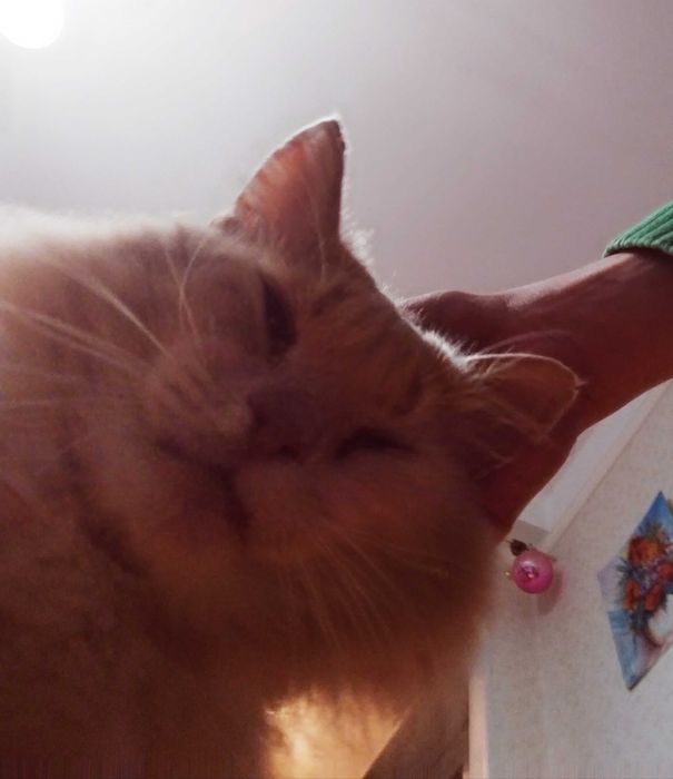 В добрі руки. Майже МЕЙН КУН шукає родину! Київ