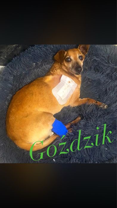 Goździk szuka kochajacego domu