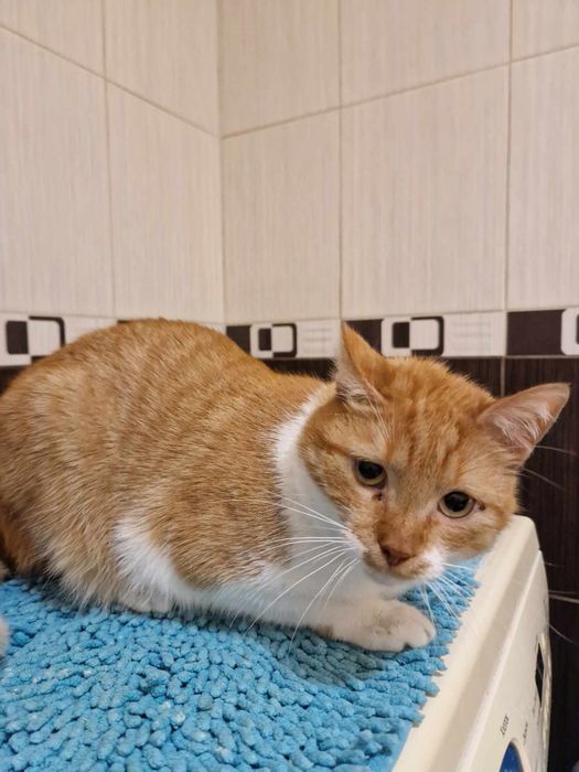 Отдам рыжего кота, кастрирован, 4 года