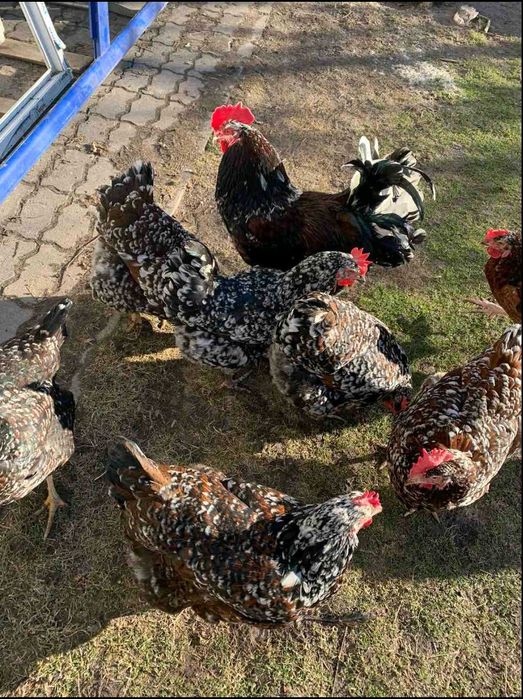 Інкубаційні яйця