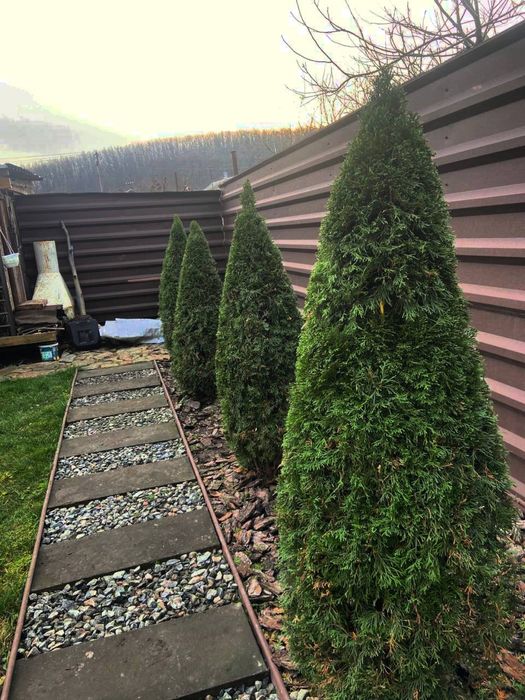 Стрижка плодових и  декоративных растений,уход за садом.