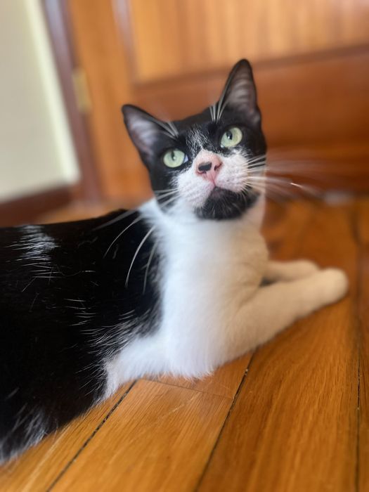 Gato jovem para adoção responsável