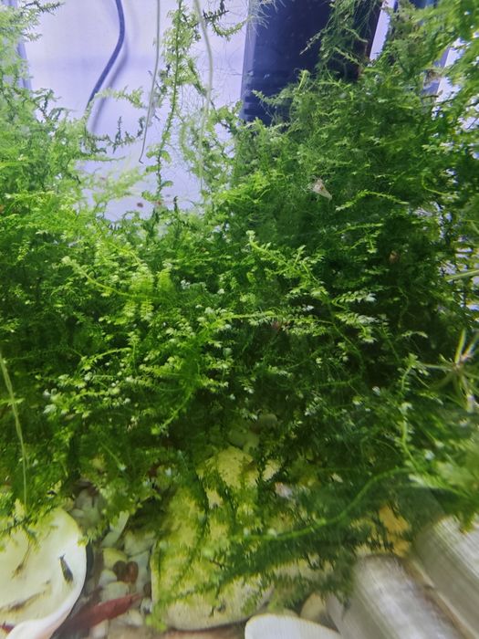 Musgo de Aquário (Java Moss / Musgo de Java) – Perfeito para Camarões e Alevins!