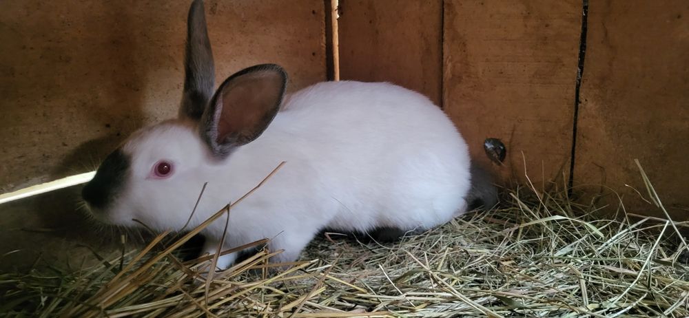 Кролики каліфорнійці