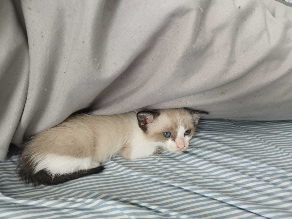 Gata bebê para adoção