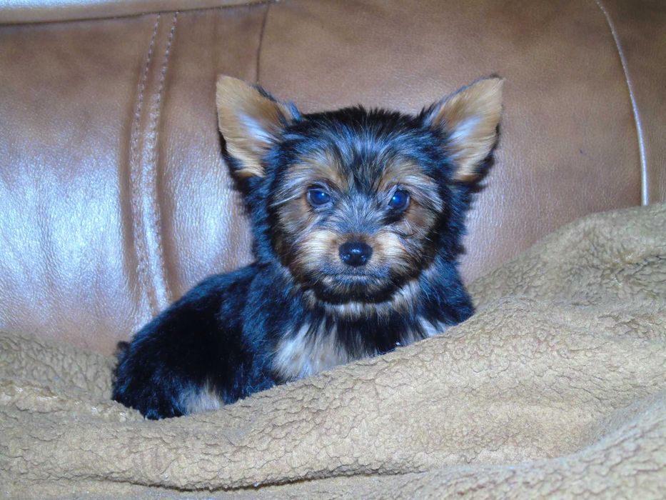 Yorkshire Terrier chłopczyk