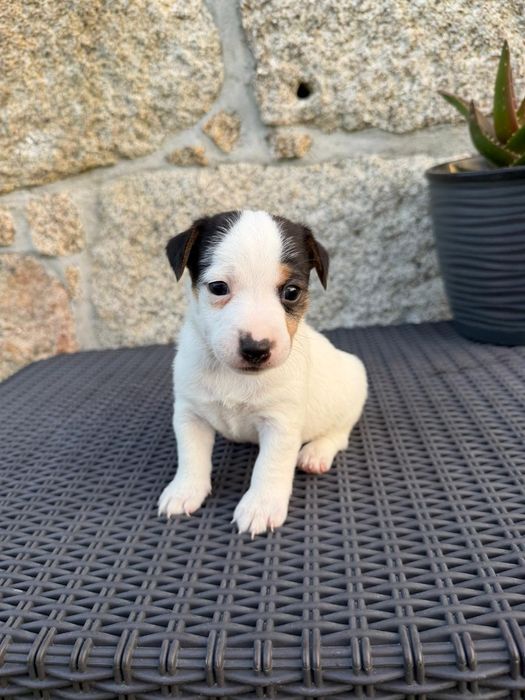 Jack Russel Terrier
