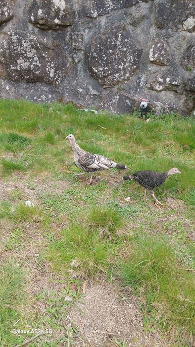 Faisão  de qualidade
